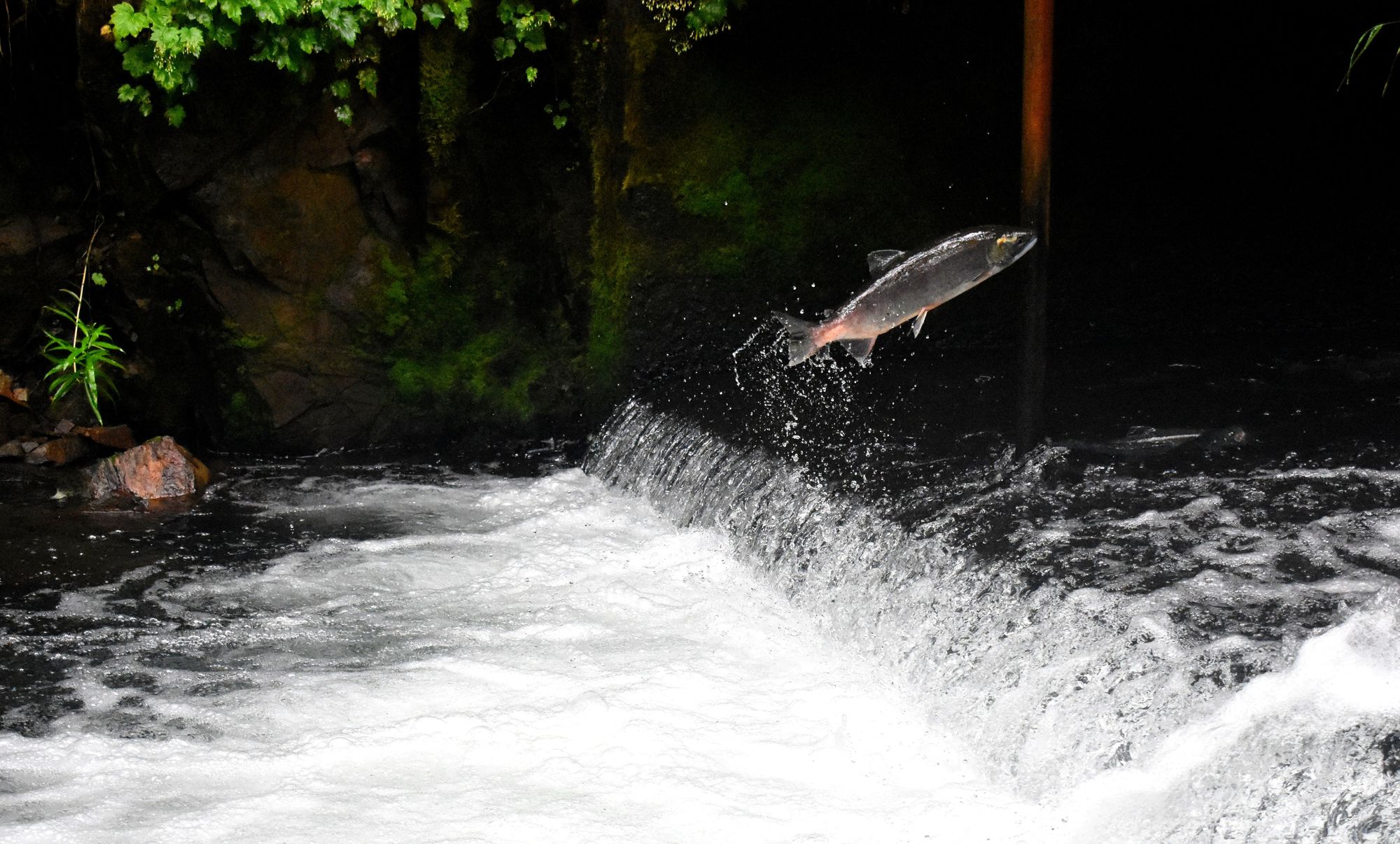 A salmon jumping over a low weir dam